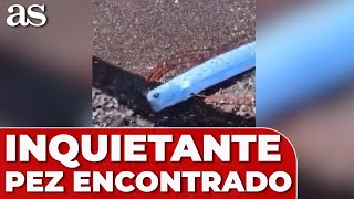 Aparece el PEZ que presagia GRANDES DESASTRES en una playa ...