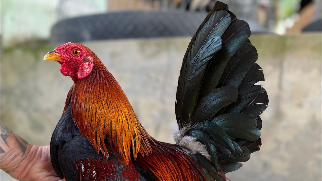 TUẤN GÀ TRE NỒI 0️⃣9️⃣6️⃣8️⃣6️⃣6️⃣2️⃣7️⃣0️⃣0️⃣