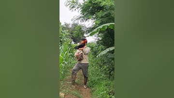 gà rừng đập cánh gáy cực hay.qaib qus ntxuaj ti qua zoo tiag tiag