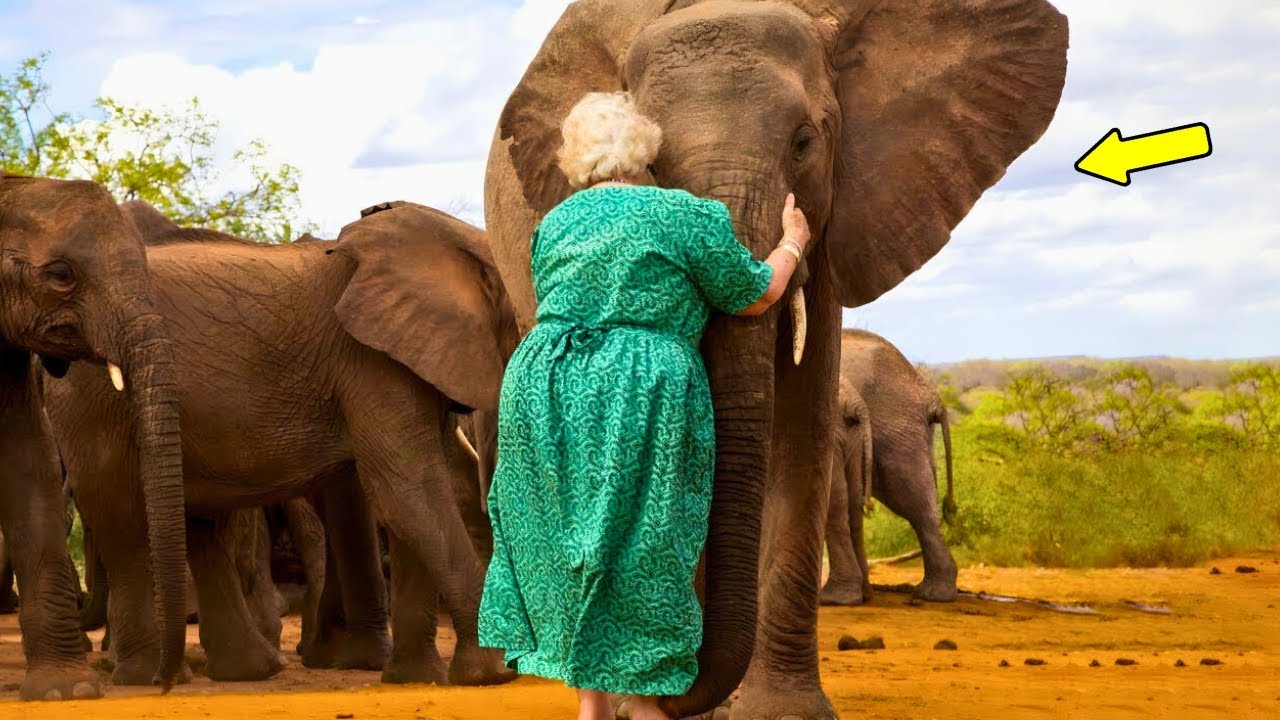 Les éléphants faisaient toujours la queue pour étreindre cette femme.La ...