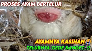 Ayam Sedang Bertelur | Detik - Detik Ayam Bertelur