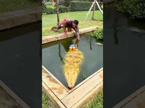 Florida man gator #memes #funnyimages #furry #floridaman #floridq #gator