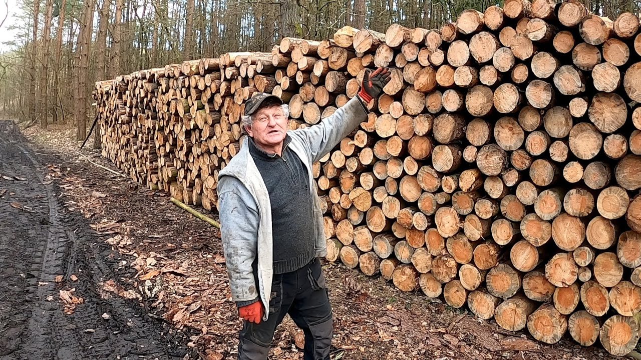Kolosalna ilość drewna wydobyta przez Kazimierza