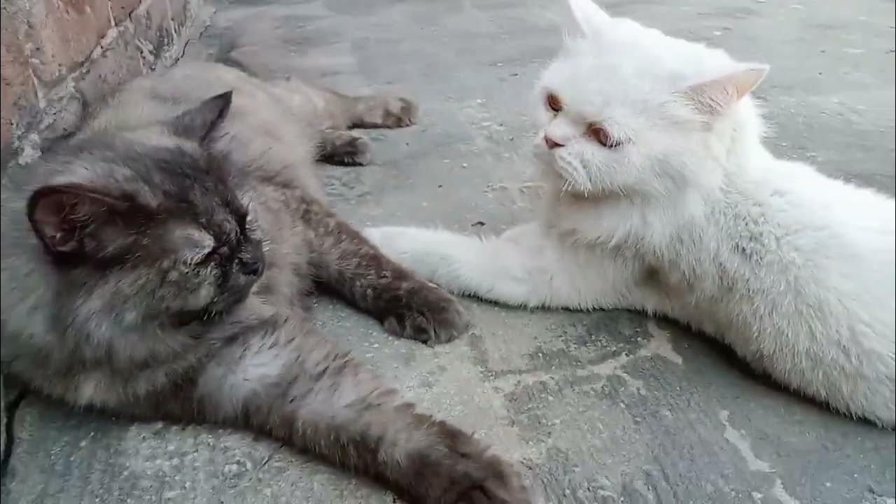 What Is The Of Baby Cat What Is A Female Cat Why Do Cats Meow what-is-the-of-baby-cat-what-is-a-female-cat-why-do-cats-meow