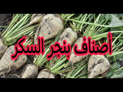 أصناف بنجر السكر معلومات هامة عن الأصناف للحصول على الإنتاجية العالية