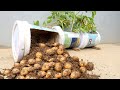 Unexpectedly, Growing potatoes at home is so easy, so many tubers