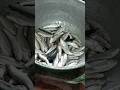 Bata Fish , Fish Market #fish #fishvideo