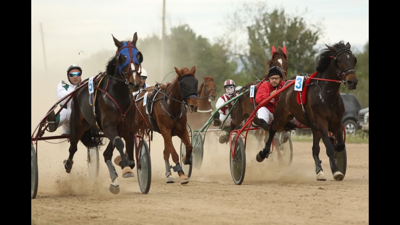 #Trotter horse breed, Bulgaria – Voinqgovo #Войнягово даде старт на ...