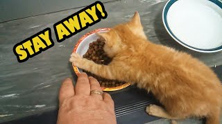 Kittens Who Really Don't Want to Share Their Food (2020)