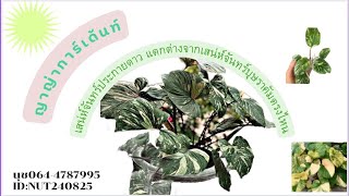 เสน่ห์จันทร์ประกายดาว แตกต่างจากเสน่ห์จันทร์บุษราคัม ตรงไหน มาดูจ้า ราคาต้นไม้ ปี 2565