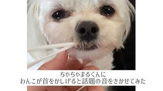犬が首を傾げる音 Youtube