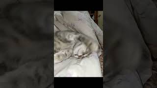 После Вкусного Обеда Нужно Отдохнуть #Shortscats #Cat #Ржачныевидео