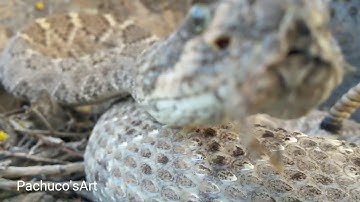 Very close encounter with a Western diamondback rattlesnake