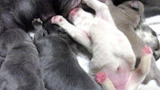 Puppy Loves To Feed Upside Down Only! by Shipley Cane Corso 2,354 views 4 years ago 1 minute, 36 seconds