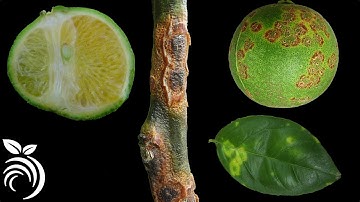 14 Căn bệnh khó chịu trên cây cam quýt bạn PHẢI tránh