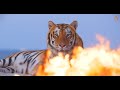 Animalia Tigers Ben and Romeo feel the fire