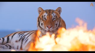 Animalia Tigers Ben and Romeo feel the fire by Animalia 775 views 5 months ago 1 minute, 50 seconds