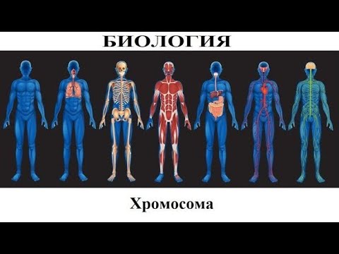 Биология # 16. Хромосомы. Запись информации в клетке