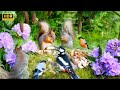 Relax with squirrels birds and forest sounds ultimate cat  dog tv show 10 hours 4kr no ads