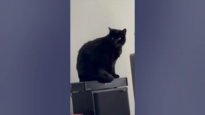 Watch the video about Cute Precious Piper Dries Off From Her Bath - Adopting a Cat from a Shelter Vlog #shorts