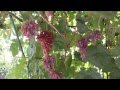Виноград Утренняя заря - просто красивый виноград