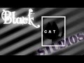 Blackcat studio auditions open