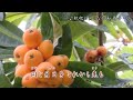 枇杷の実のなる頃/天童よしみ 舞子・歌