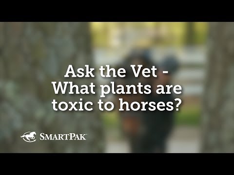वीडियो: आयनोफोर्स घोड़ों के लिए जहरीले क्यों हैं?