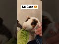 #guineapig #animals #cute #funny #viral #subscribe #youtubeshorts