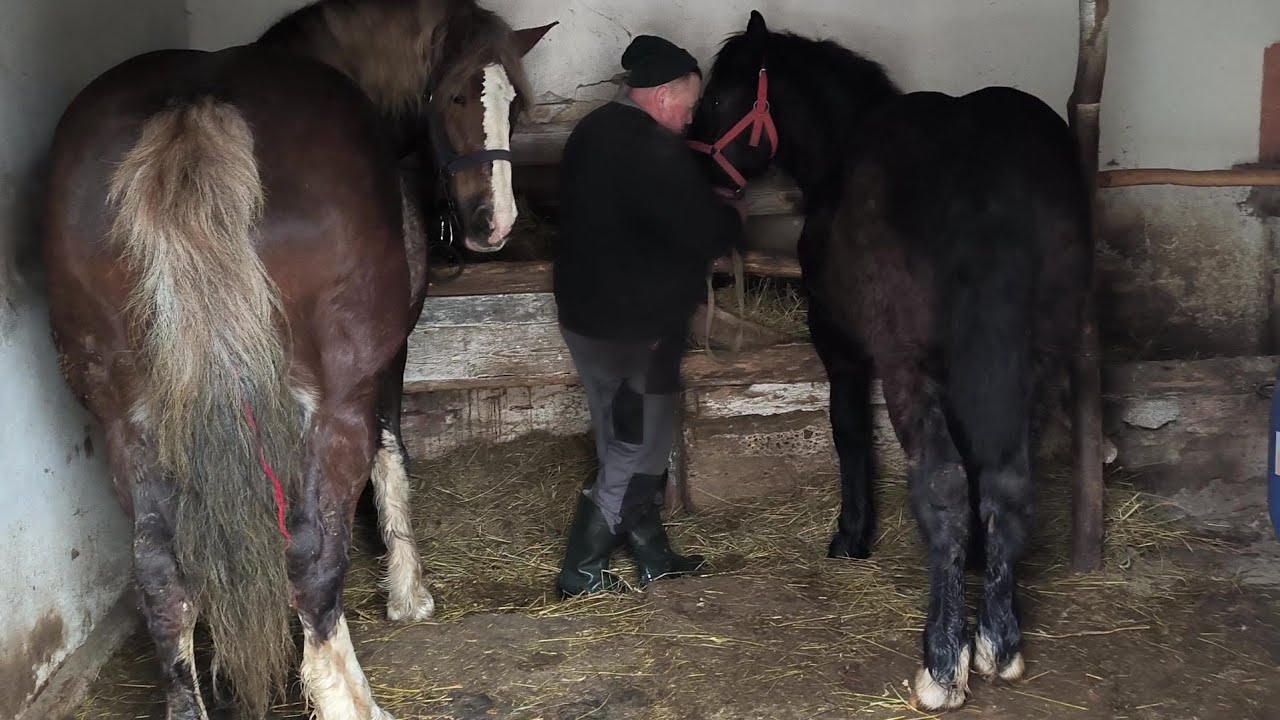 РУБІН СИЛЬНО ЗМУЖНІВ 💪/РУЖА МОЦНА КОБИЛА