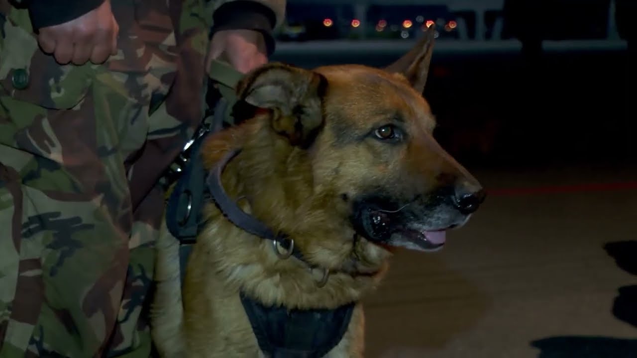 Служебная собака из Приморского отряда Росгвардии
