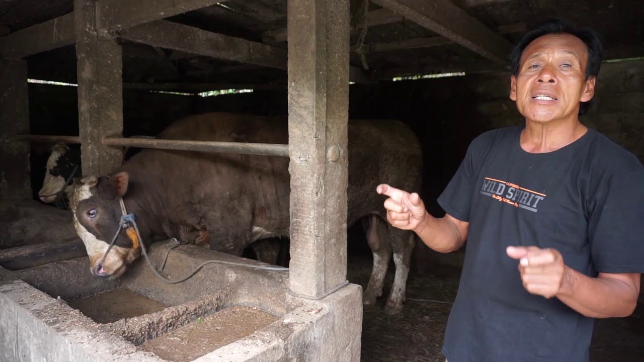 Perawatan Sapi agar sapi cepat gemuk Di Kandang KaryaAbadi - YouTube