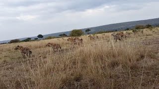 Lion Pride And A Big Hyena Clan Have A Standoff