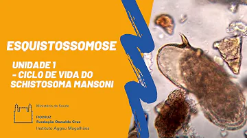 Como chamam as larvas do ciclo de vida da esquistossomose?