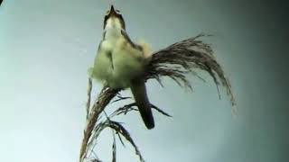 Download Lagu burung kerak basi di alam liar cocok untuk masteran dan pikat burung MP3