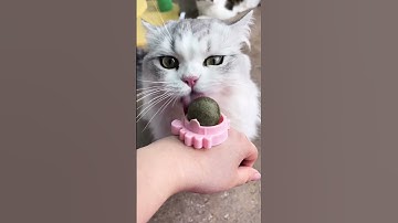 Best Catnip Toys for Endless Feline Fun! 🎉