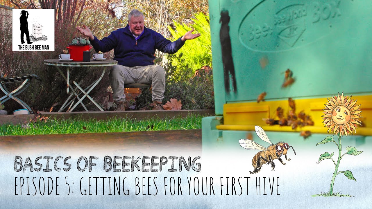 How To Buy Bees or Do You Get Free Bees How To Start Beekeeping The