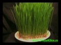 Isklijavanje zelenog žita, DIVNO! (Slušaj kako raste trava :)