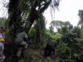 Do Orangutan Really Swing From Vines