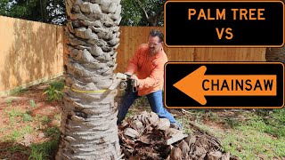 How To Cutting Down Dead Palm Tree Panic, Man Risks His Life In Heat