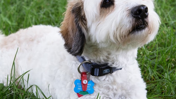 How to keep my dog's name tag and license from falling off the