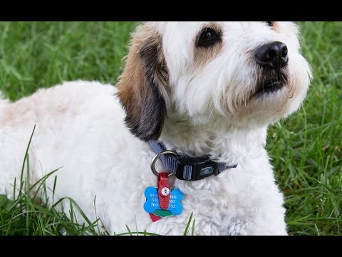Video: Hoe te voorkomen dat honden potje worden in een tuin
