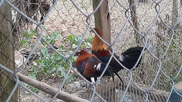 Saib me nyuam daib qus zoo nkauj  heev 2019