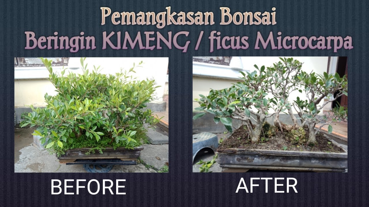 image waktu terbaik pemangkasan bonsai beringin