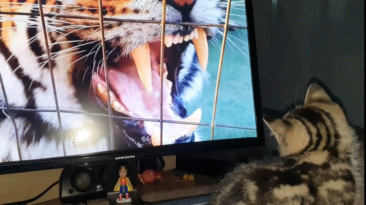 vlogs in spanish New member of the Zoohouse!