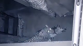 Leopardo VS Pastor alemán, Leopardo ma-ta a un pastor alemán