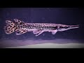 WATCH this BEFORE you BUY A ALLIGATOR GAR  |  17'' in 6 MONTHS