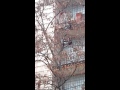Сумасшедшая птица