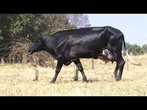 LOTE 03 LEKA DEPUTY CANOAS