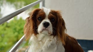 Hosting a Cavalier King Charles Spaniel Halloween Party Planning Tips and Fun Activities
